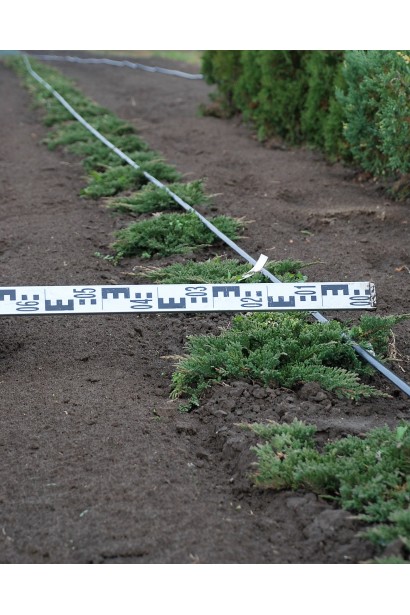 Ялівець грунтопокривний Принц Уельський